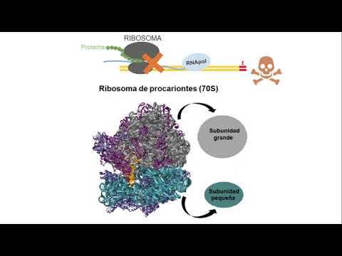 antibioticos que inhiben la sintesis de proteinas