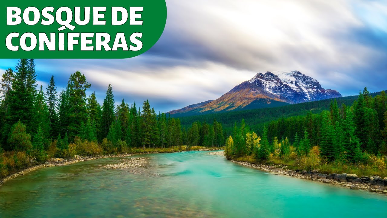 bosque templado ubicacion en el mundo