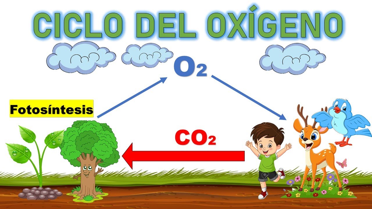 caracteristicas del ciclo del oxigeno