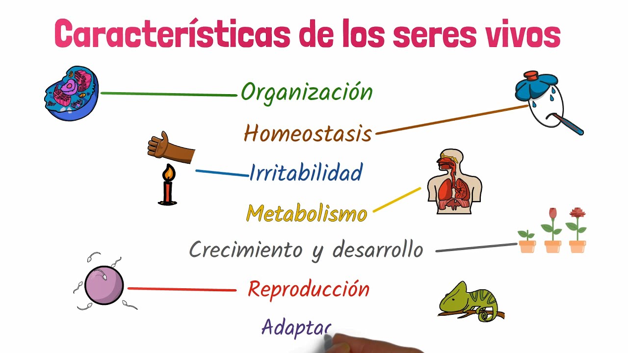 caracteristicas estructurales de los seres vivos