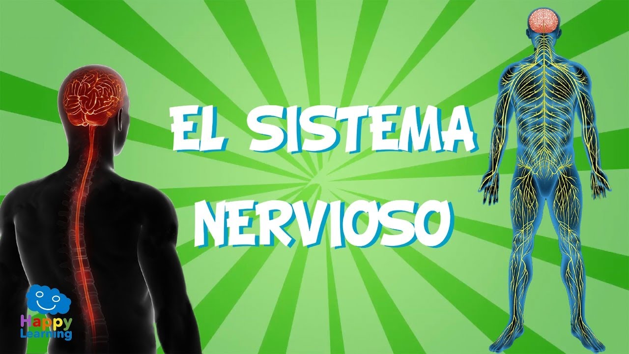 como funciona el sistema nervioso para niños