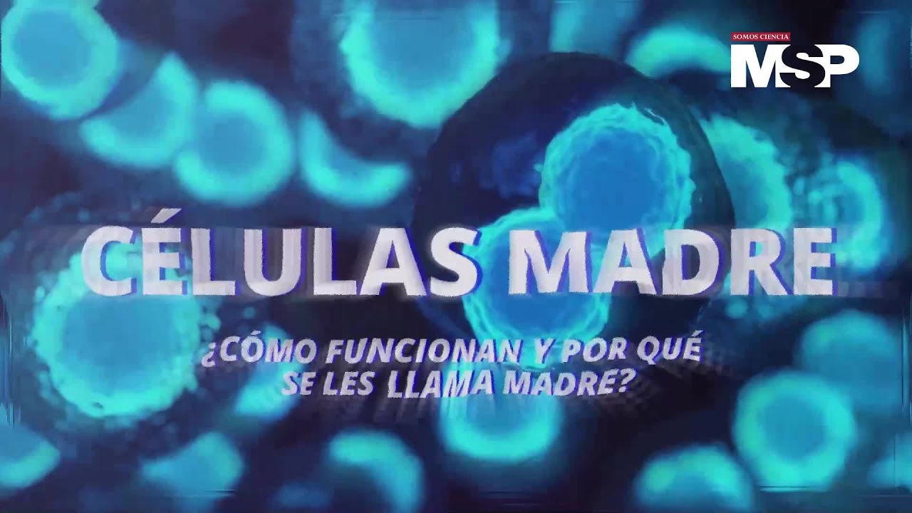 como se dividen las celulas de tu cuerpo