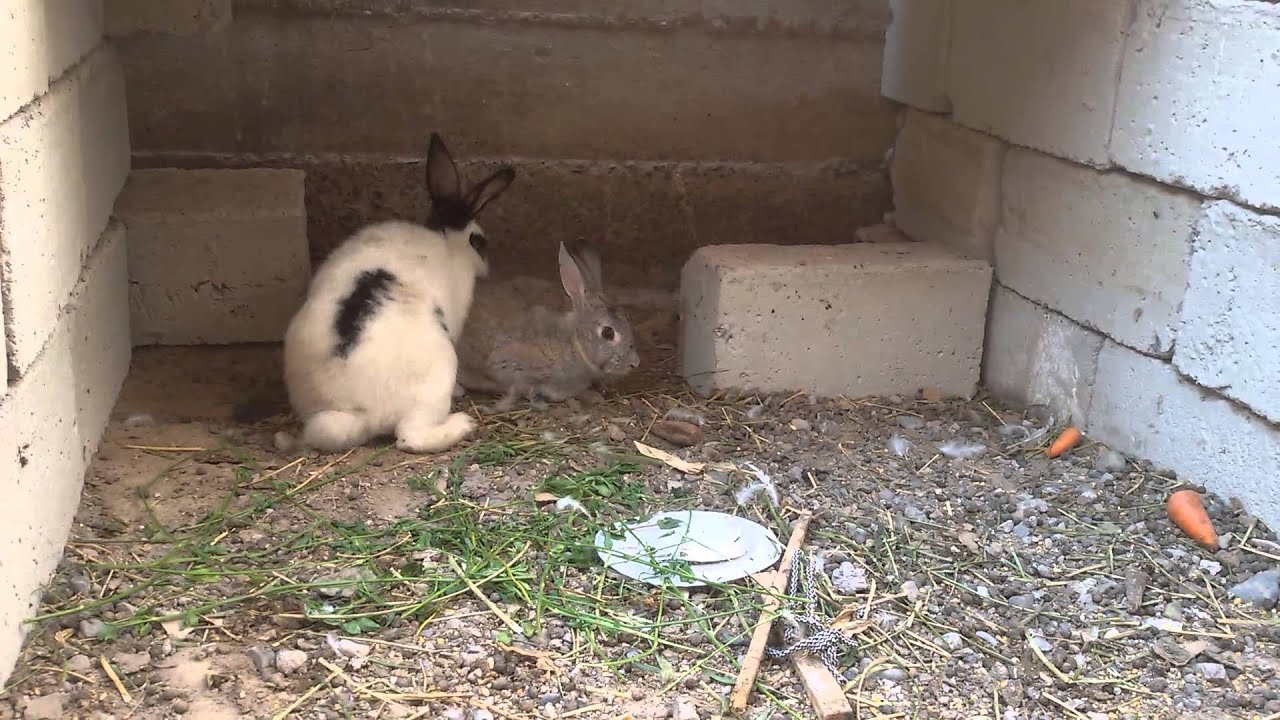 como tienen relaciones los conejos