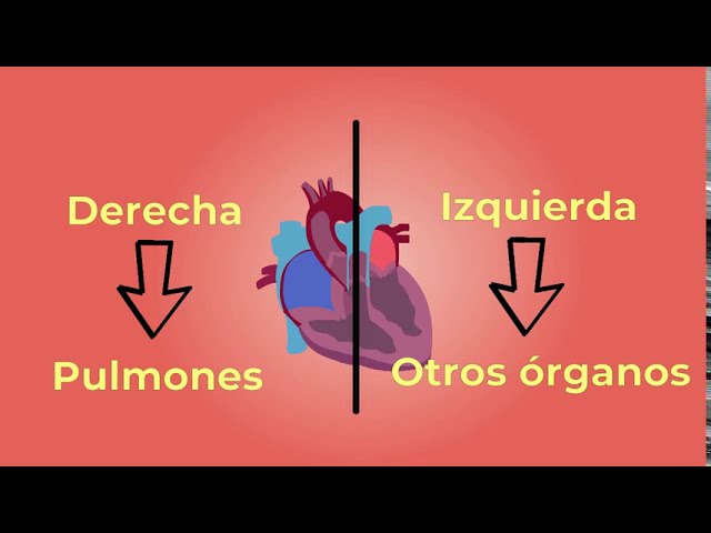 conduce la sangre sin oxígeno al corazón