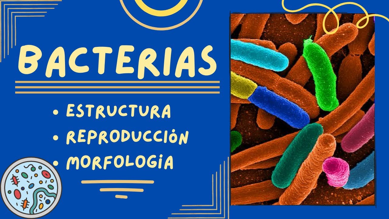 cual es la reproducción de las bacterias