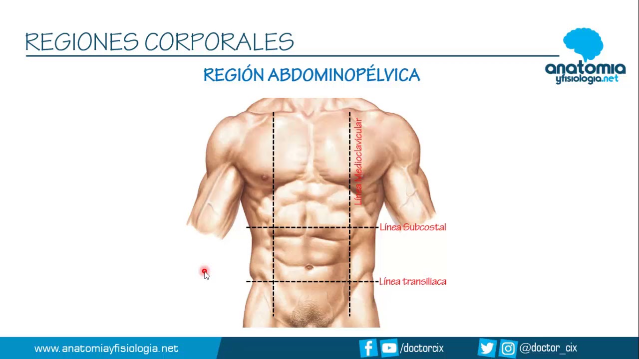 cuales son las regiones del cuerpo humano