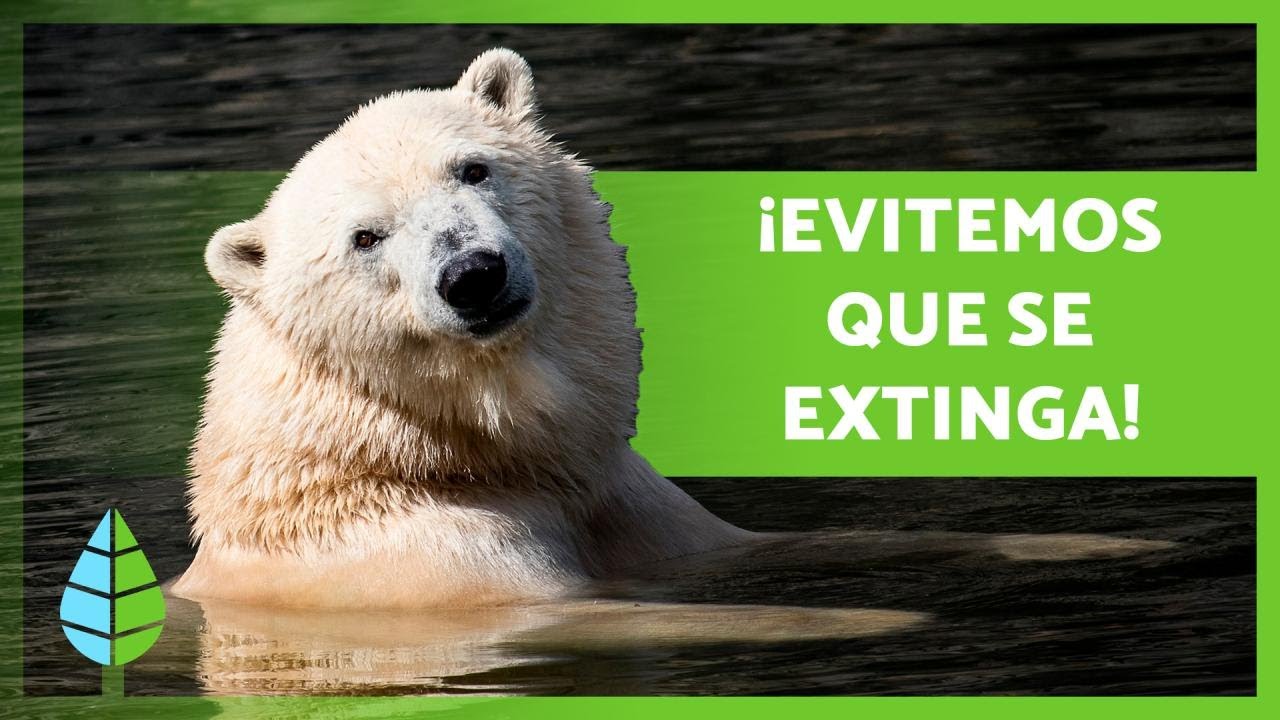 cuantos osos polares mueren al año