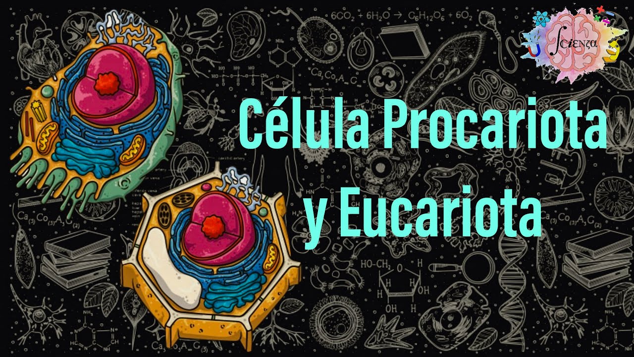 diferencias y semejanzas entre celula eucariota y procariota