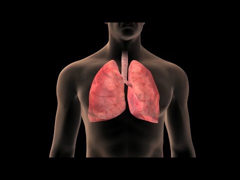 donde se encuentra los pulmones en el cuerpo humano