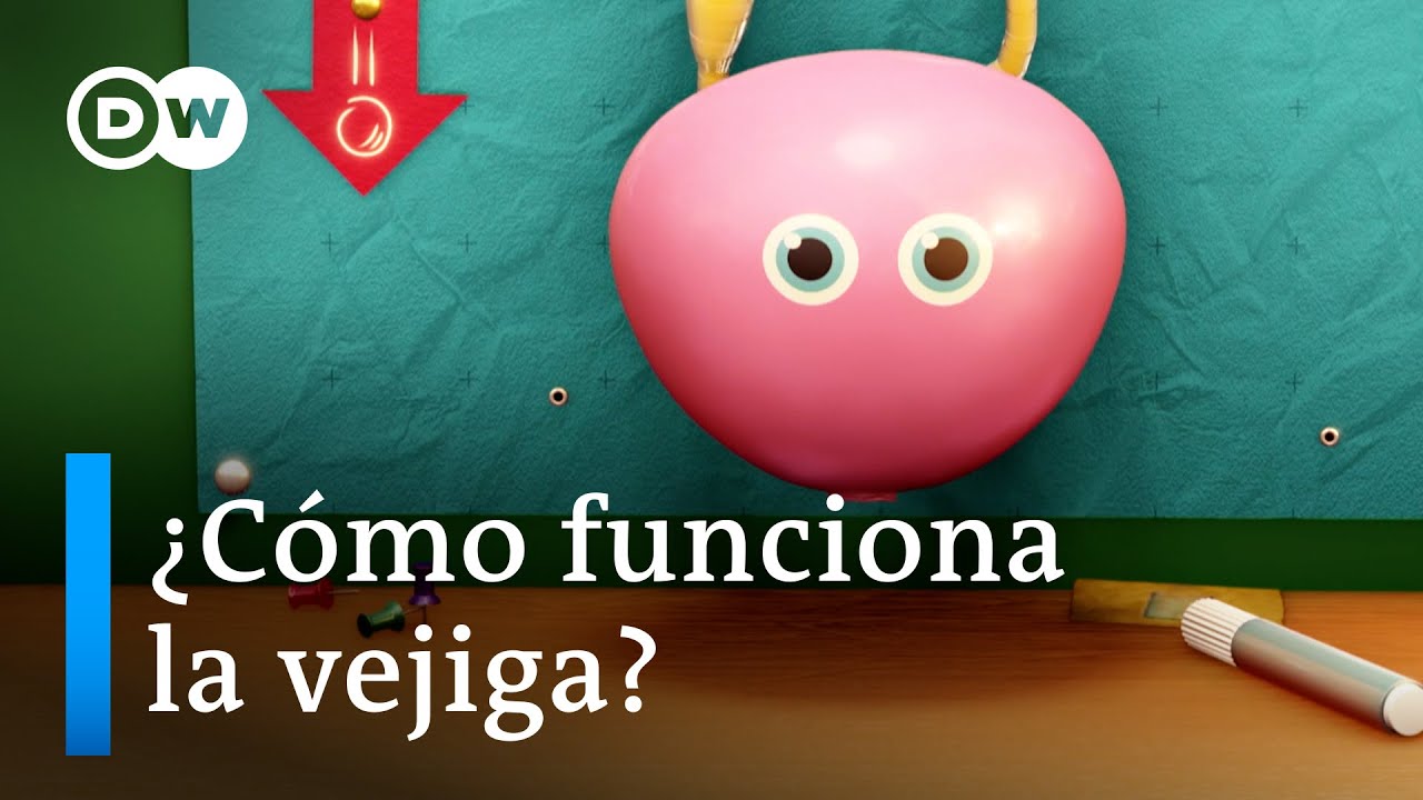 en que parte del cuerpo se encuentra la vejiga