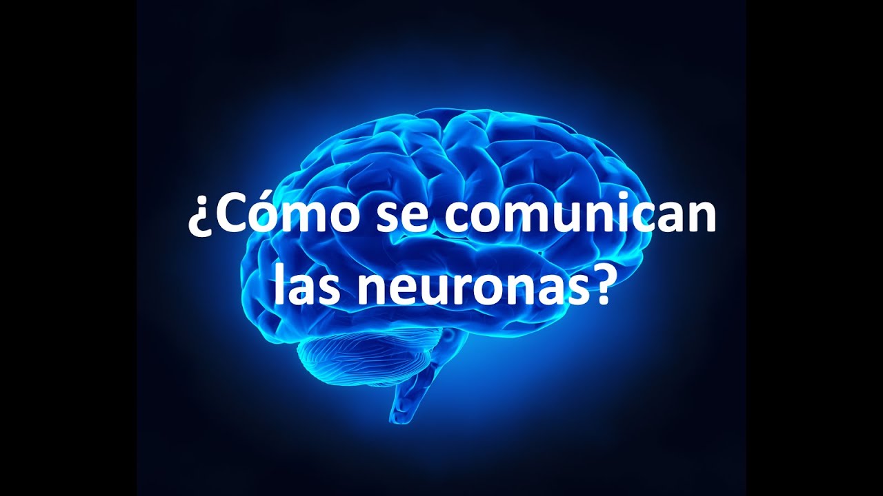 es la forma en la que las neuronas se comunican