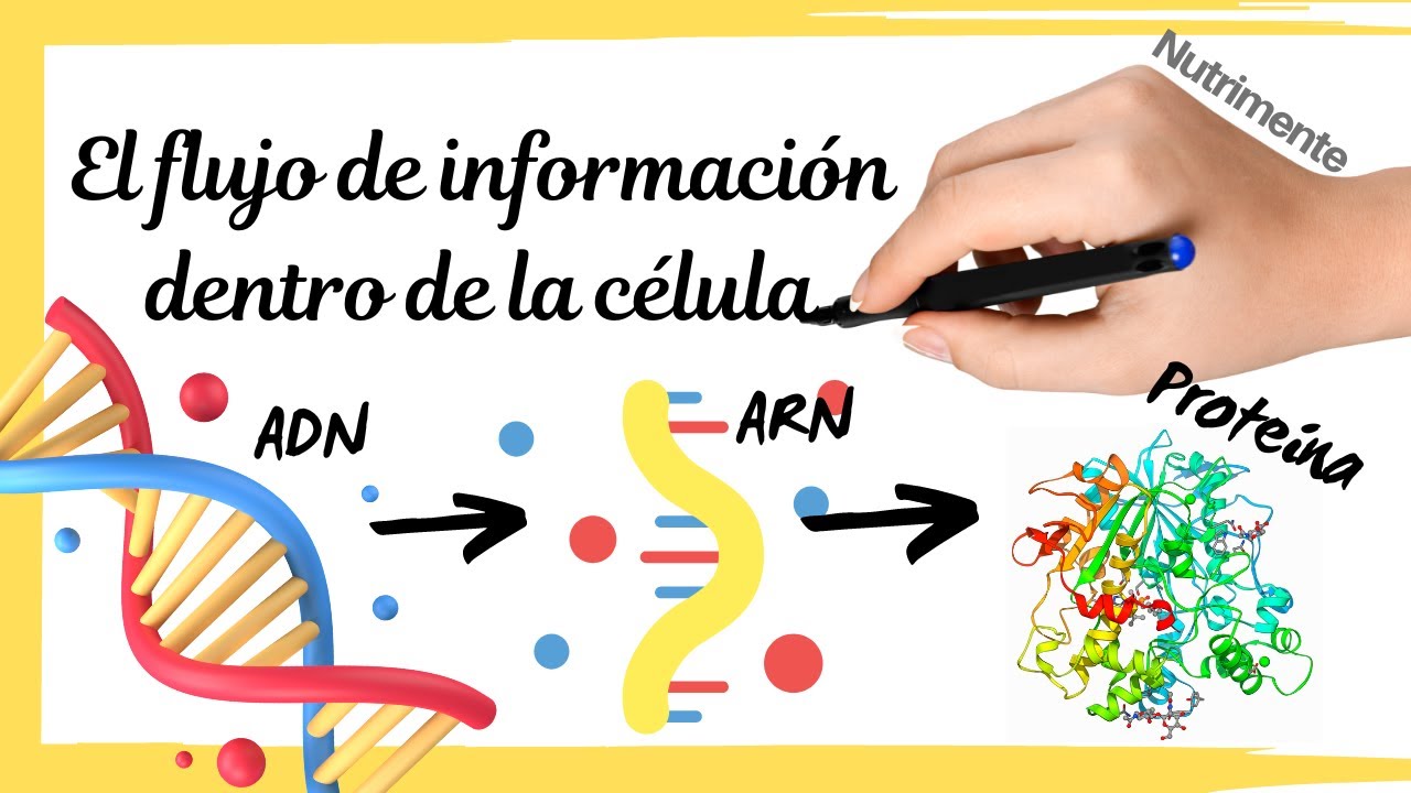 la estructura de la proteína es establecida mediante la información genética