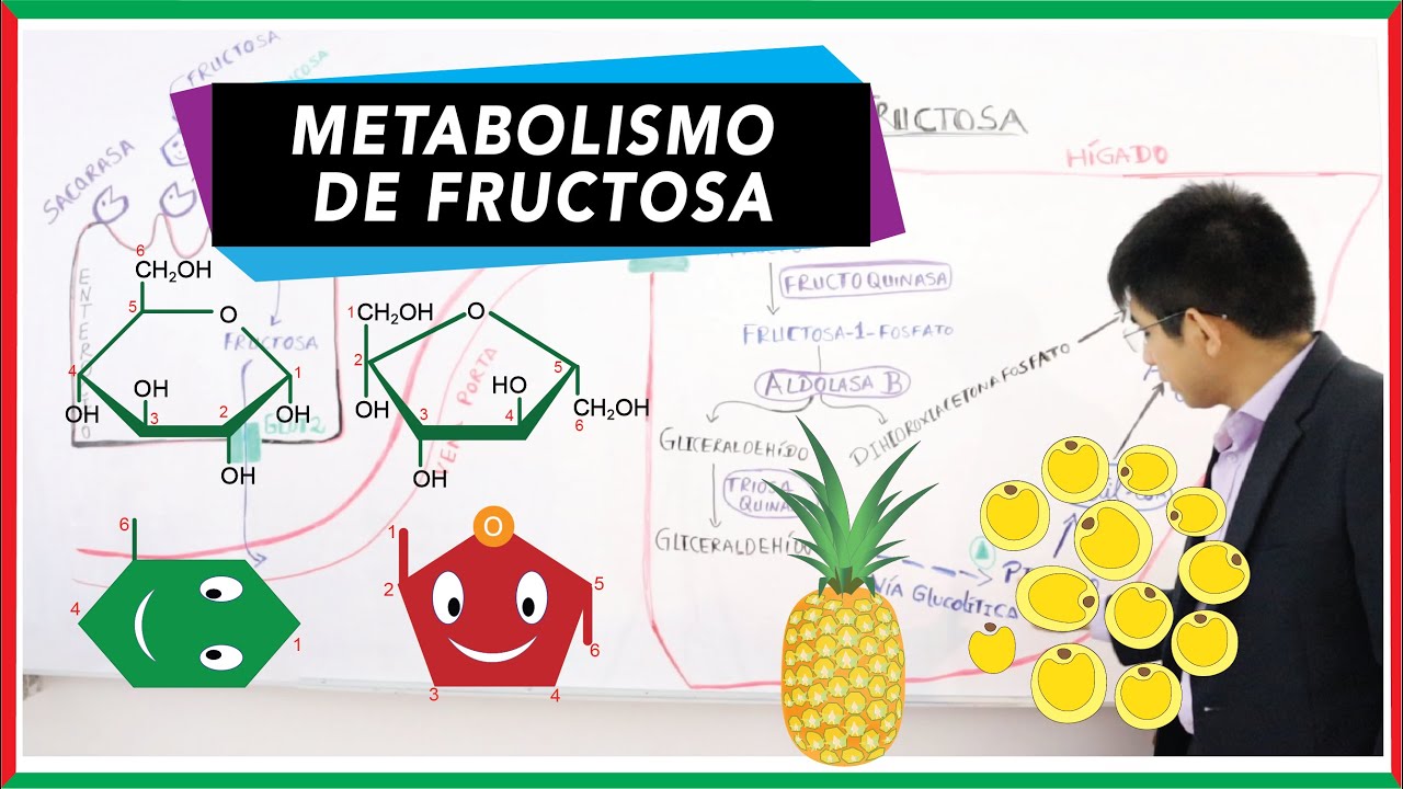 metabolismo de la fructosa bioquimica