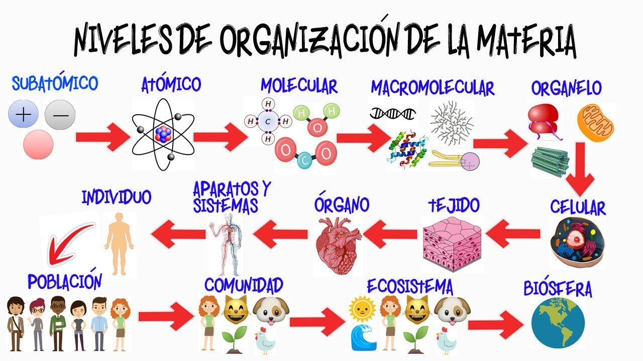 niveles de organizacion de la materia viva individual