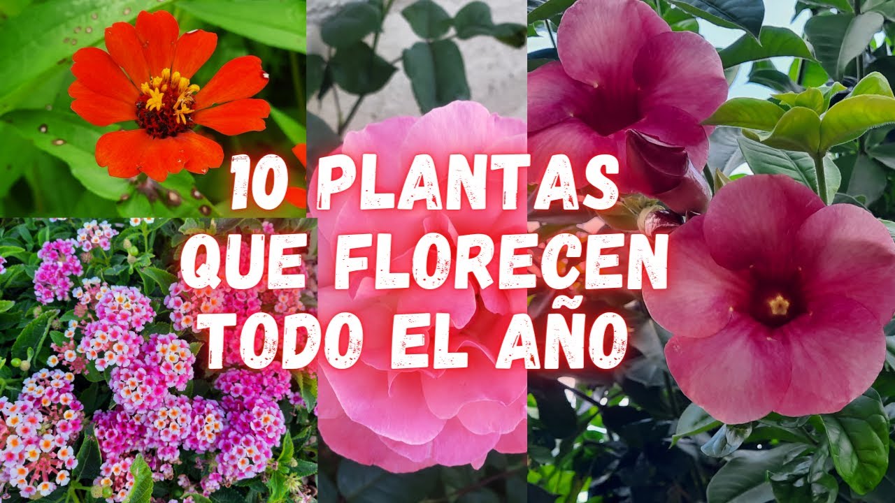 plantas que florecen una vez al año