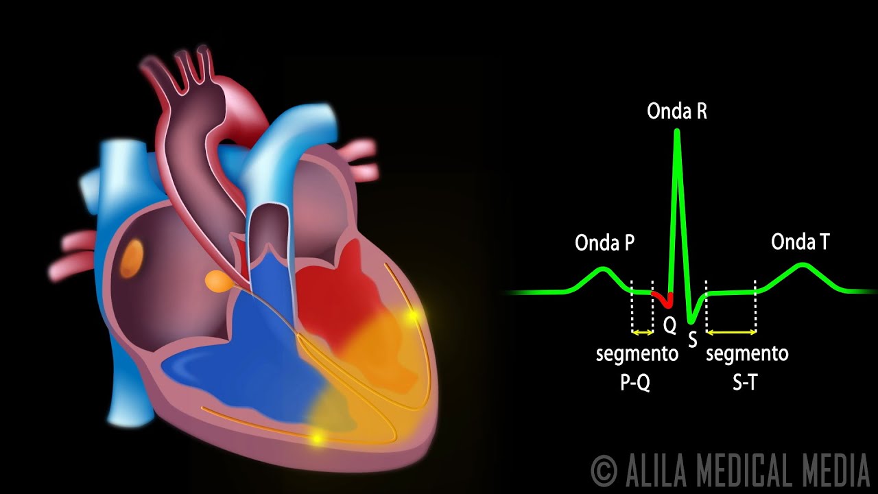 polarizacion y despolarizacion del corazon