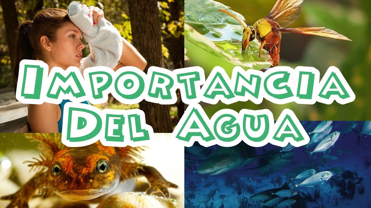 por que el agua es importante para los seres vivos