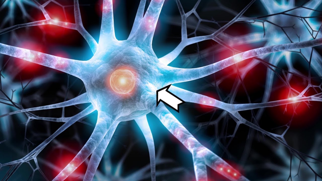 porque son importantes las neuronas