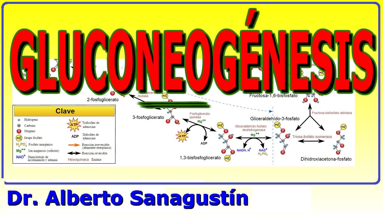 producto final de la gluconeogénesis