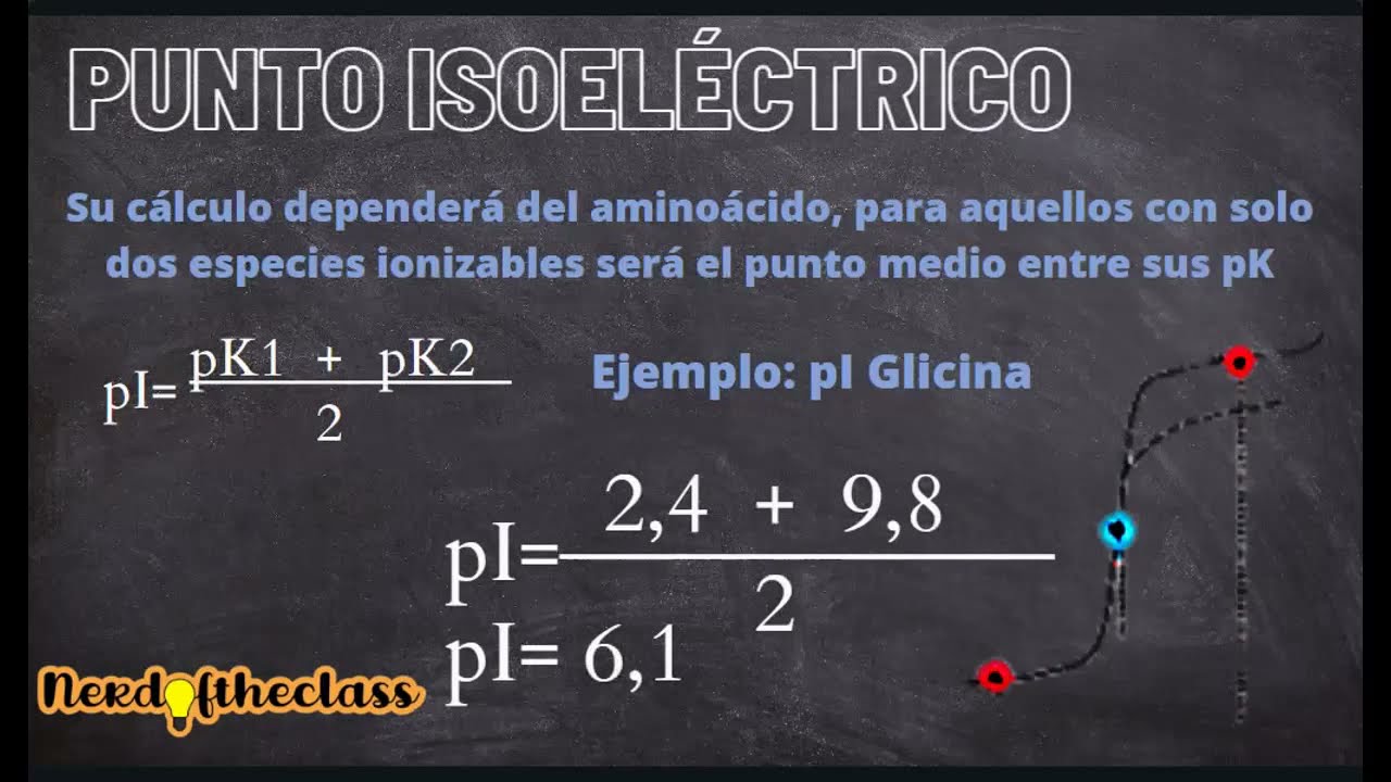 punto isoeléctrico de los aminoácidos