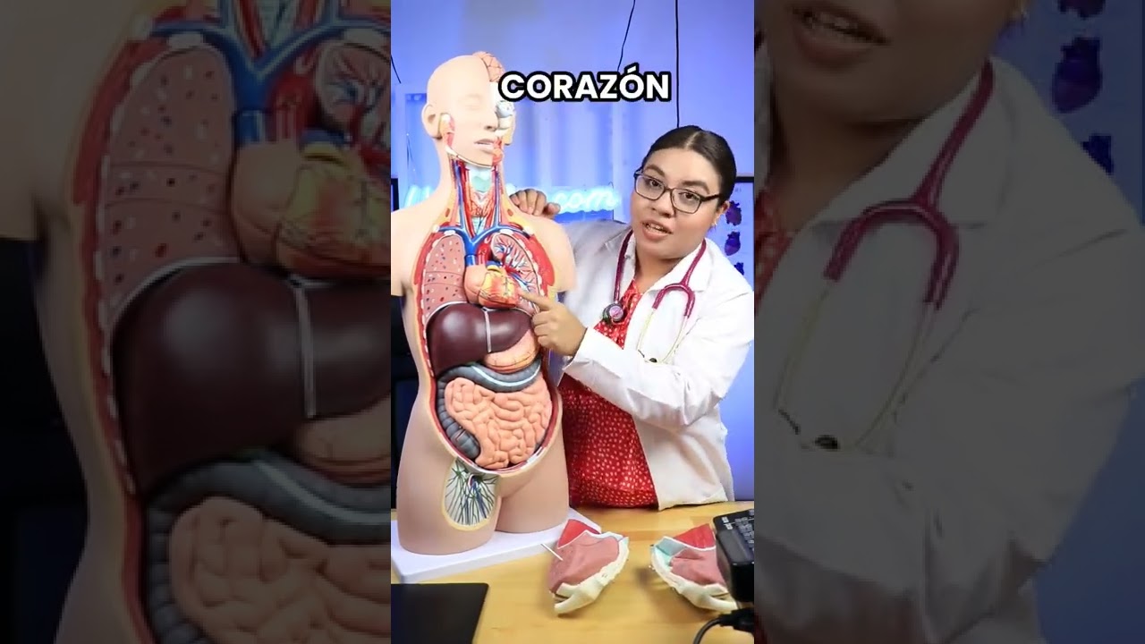 que aparatos se utilizan para observar los organos internos del ser humano