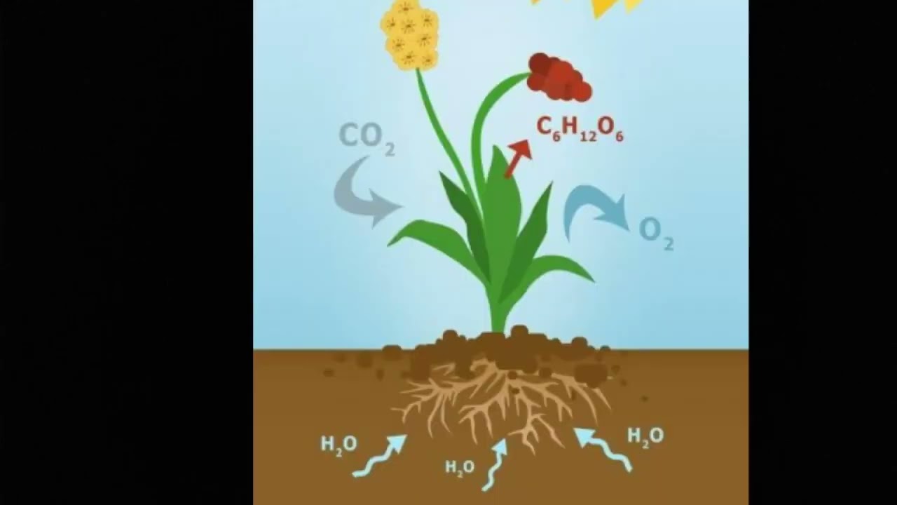 reacciones químicas en la naturaleza ejemplos
