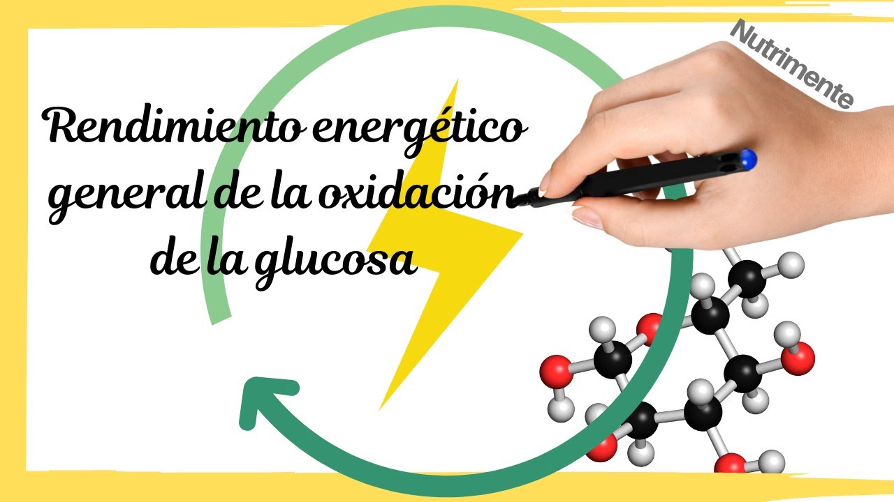 rendimiento energetico de la glucolisis