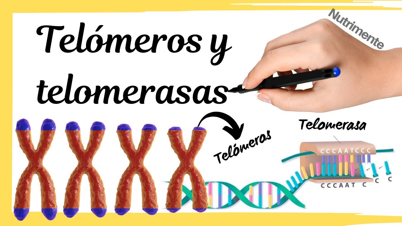 secuencia repetitiva que está en el extremo de los cromosomas