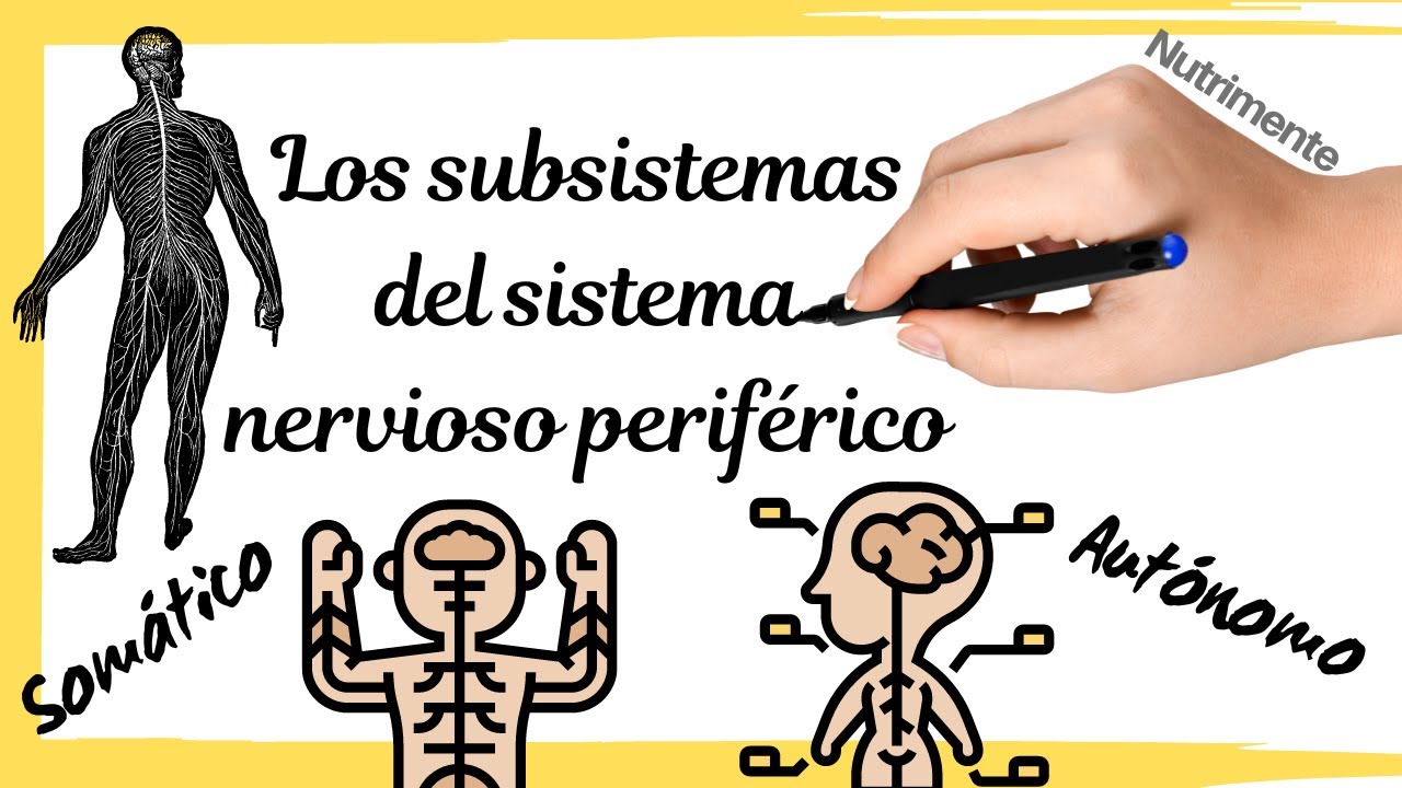 sistema nervioso voluntario e involuntario