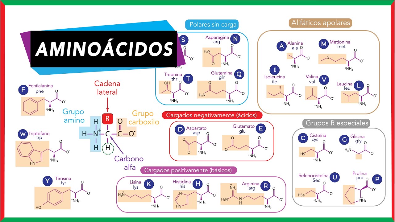 aminoacidos esenciales y no esenciales bioquimica