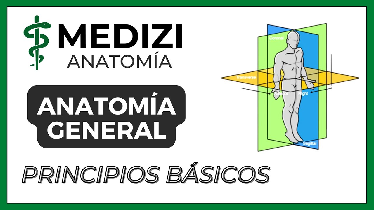 anatomia general del cuerpo humano