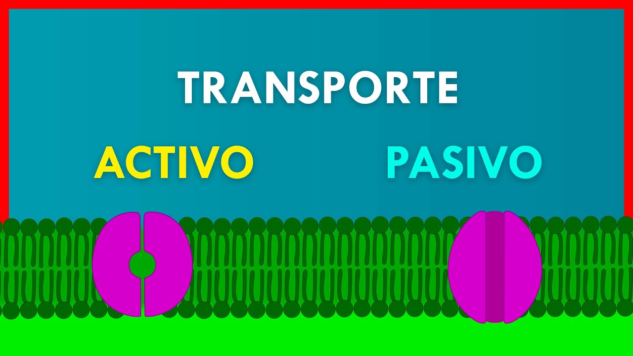 aplicaciones de la biologia en el transporte
