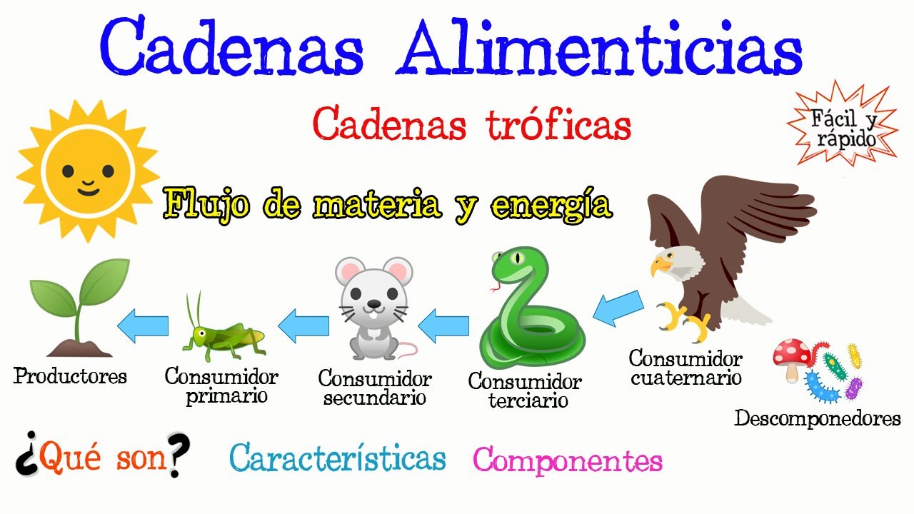 cadena alimenticia de bosque templado