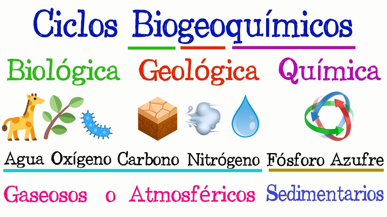 características de los ciclos biogeoquímicos