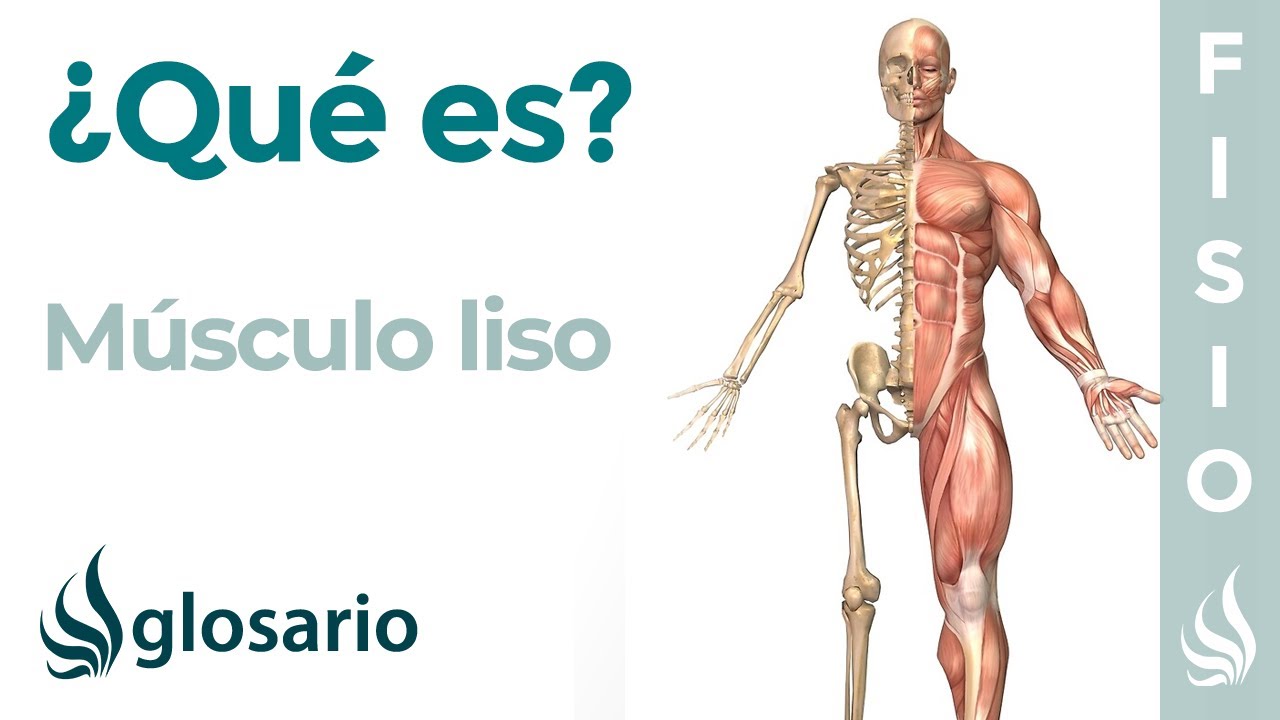 características del tejido muscular liso
