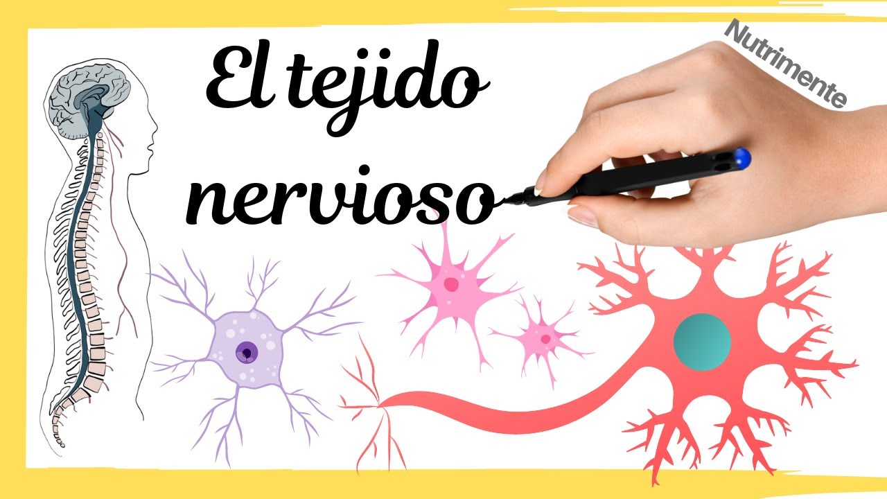 células están presentes en el tejido nervioso