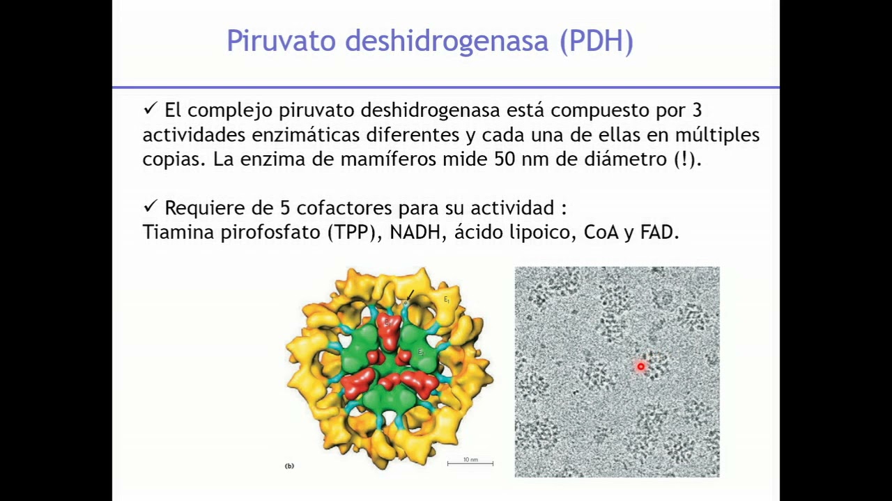 ciclo de krebs cadena respiratoria
