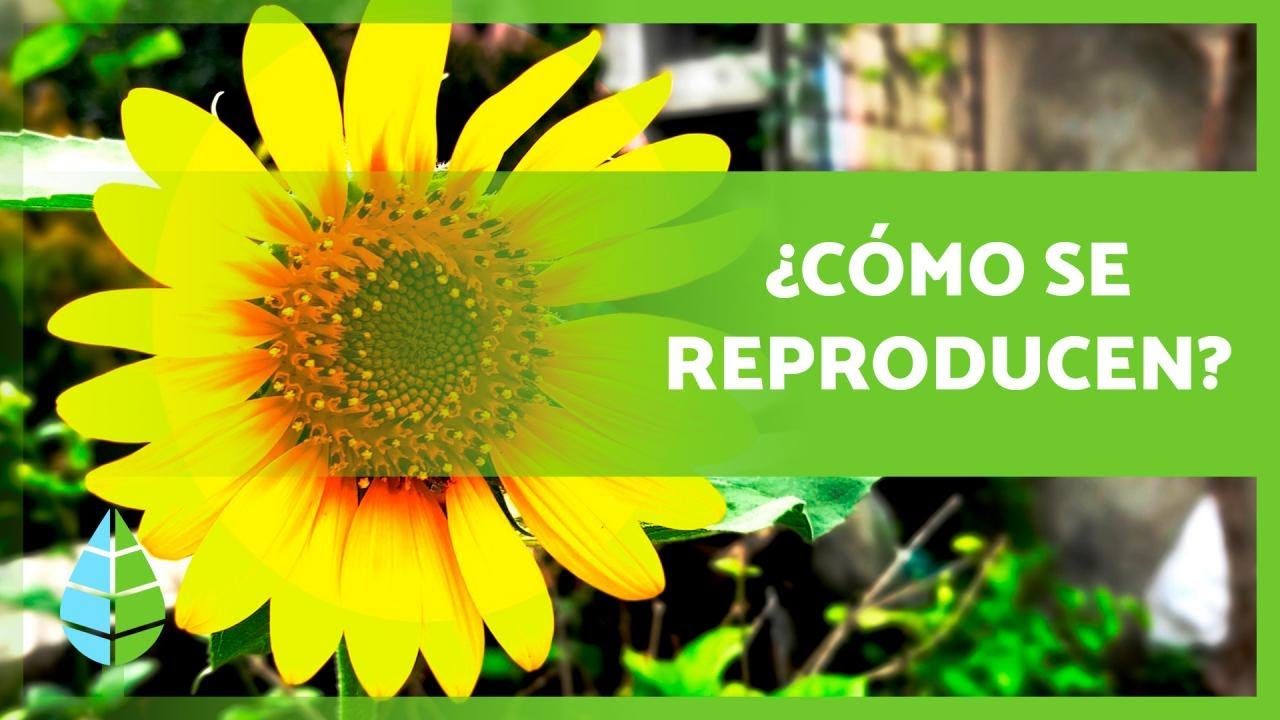 ciclo de reproducción de las plantas