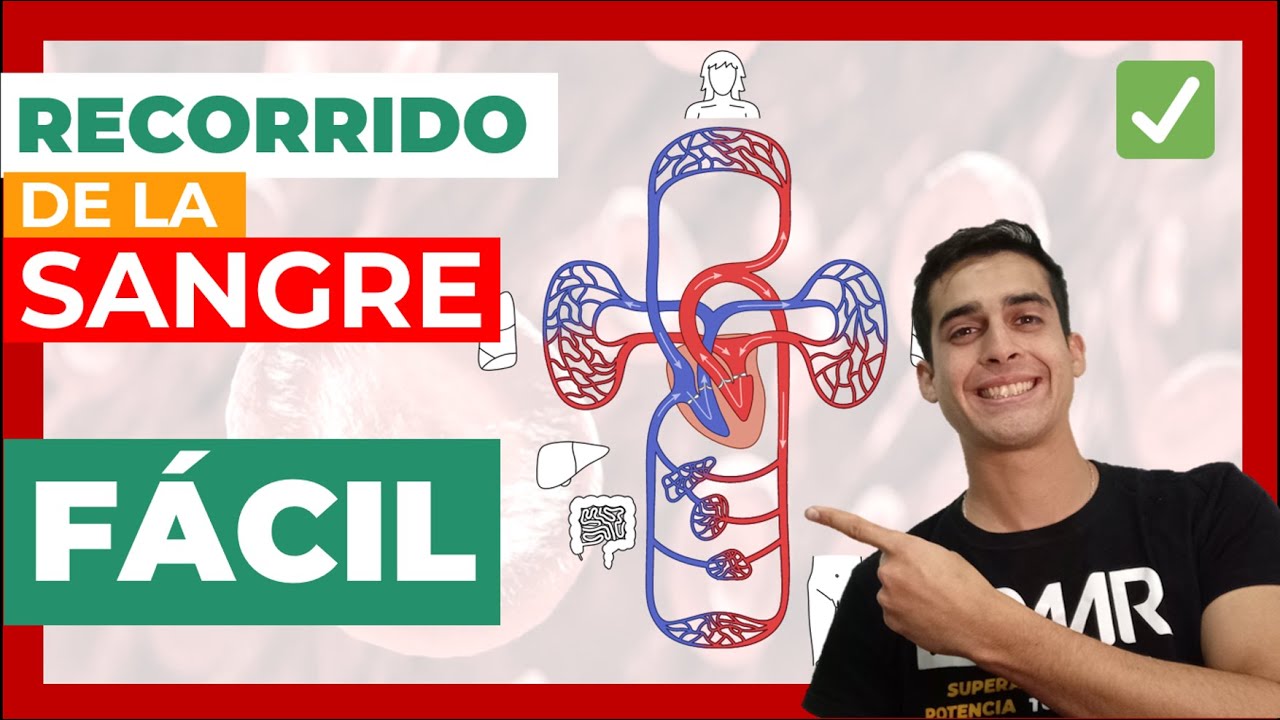 circulacion mayor y menor de la sangre