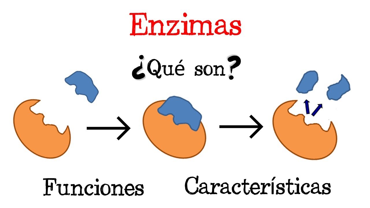 clasificacion de las enzimas y su funcion