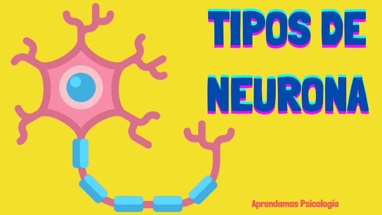 clasificación morfológica de las neuronas