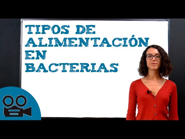 como obtienen alimento las bacterias