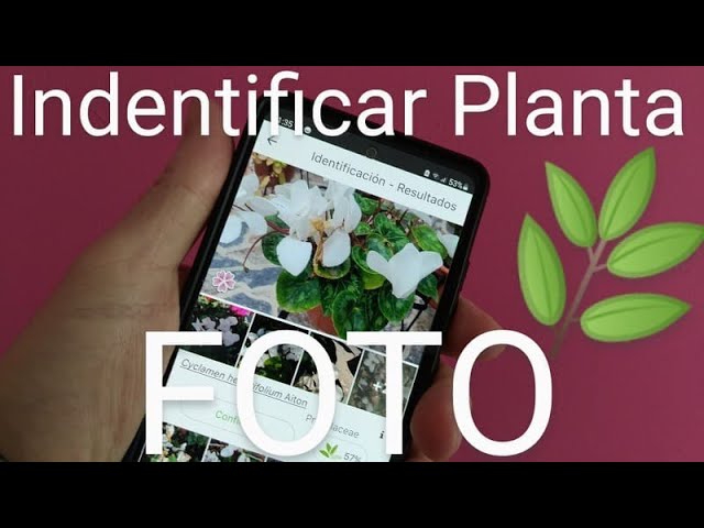 como saber que planta es con una foto
