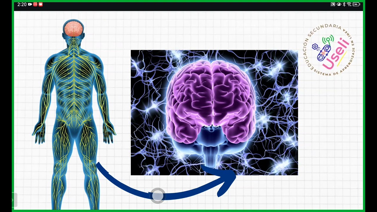 como se coordinan y controlan algunas funciones del cuerpo humano