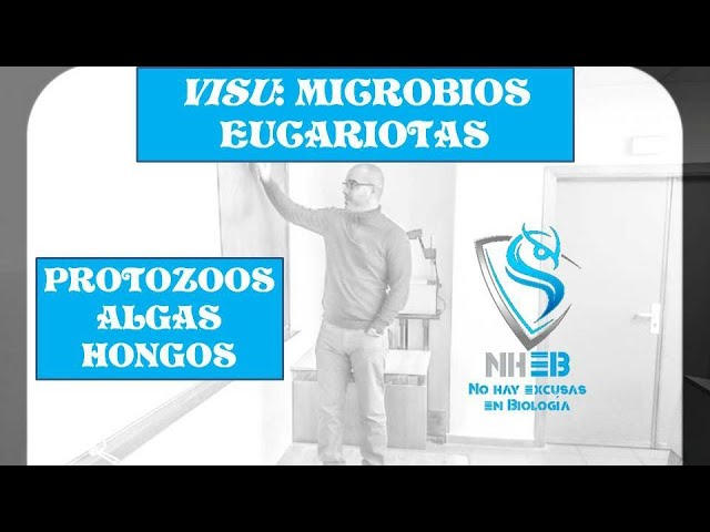 como se relacionan los organismos protistas con otros eucariotas