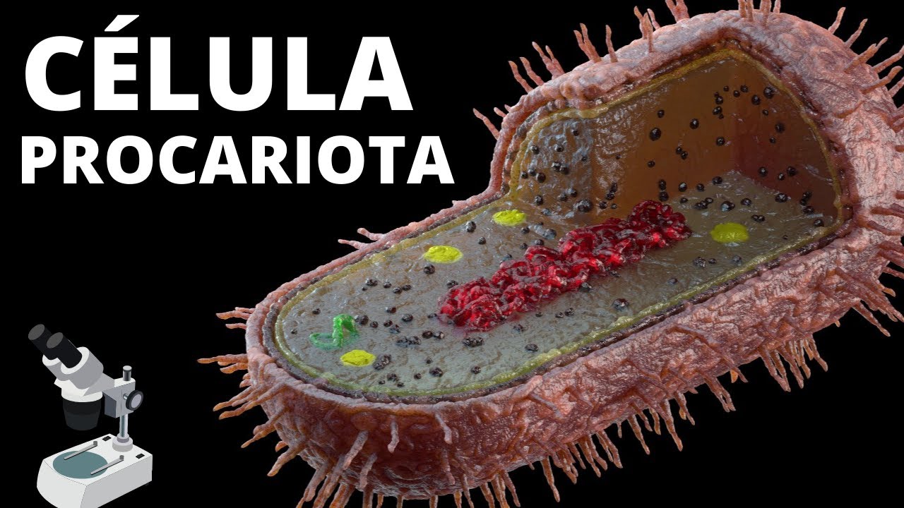 componentes de la célula procariota