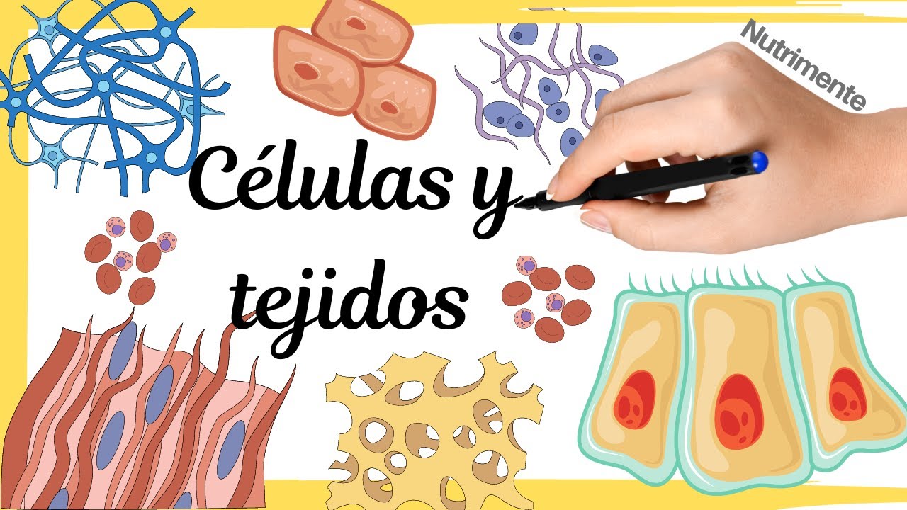 conjunto de celulas que realizan una funcion especifica