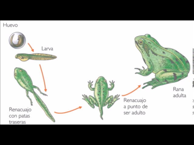 crecimiento y desarrollo de los seres vivos biologia
