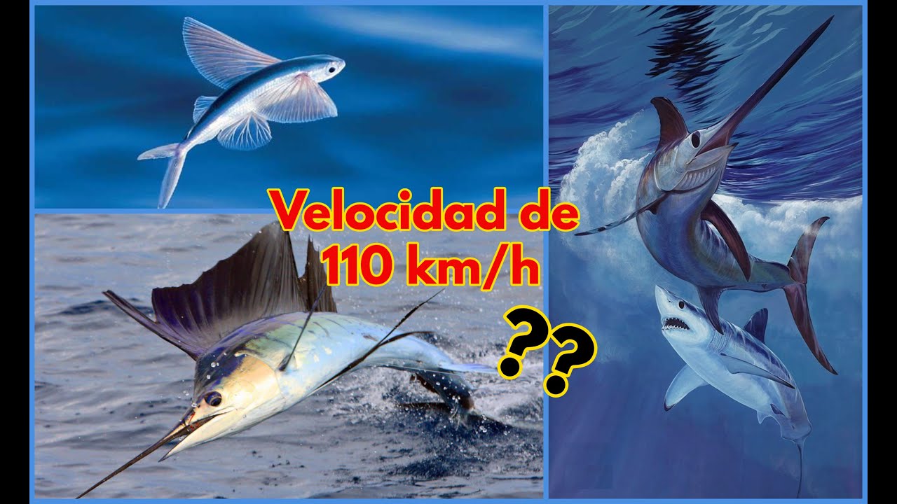 cual es el animal acuatico mas rapido del mundo