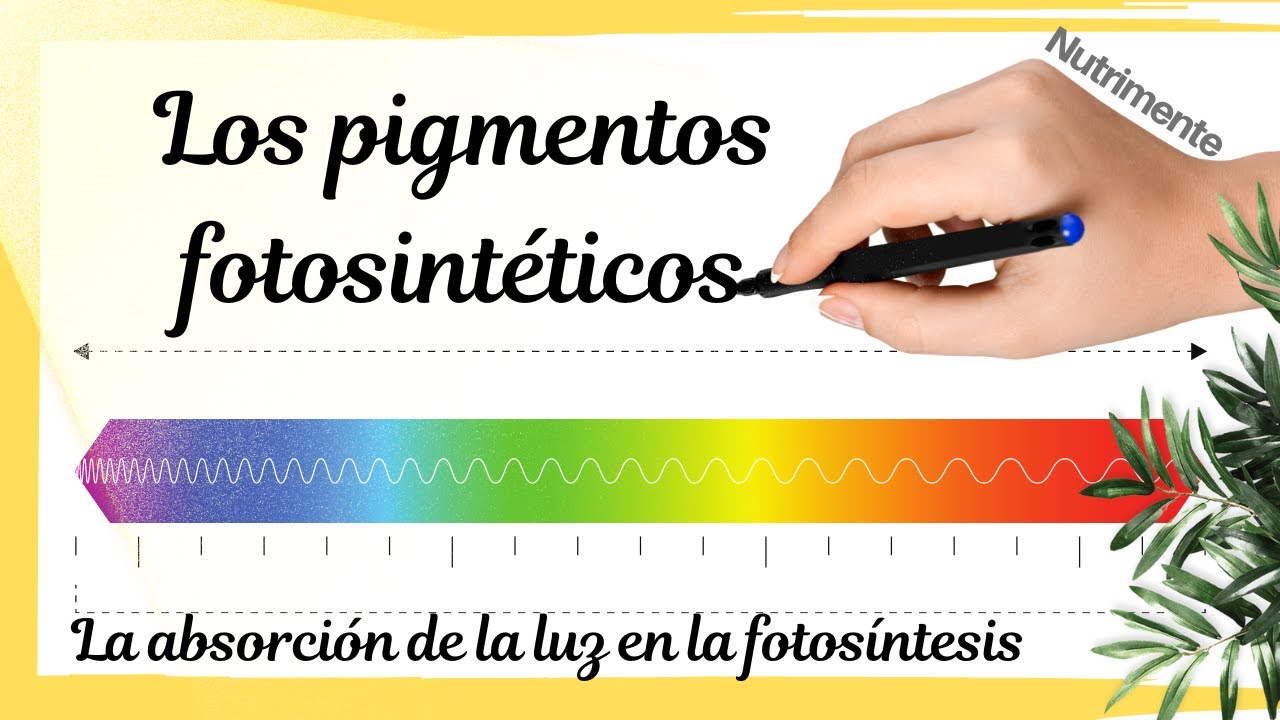 cuál es el papel de la luz en la fotosíntesis